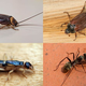 Illustration for article titled New Study Recommends Insects Spend At Least 30 Minutes Skittering Per Day